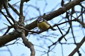A little and cute blue tit is sitting on a tree branch in nature in early spring.