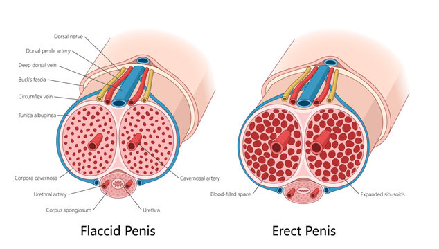 anatomical structures of a flaccid and erect penis, highlighting blood flow, cavernous arteries, and erectile tissue expansion diagram hand drawn vector illustration. Medical science educational