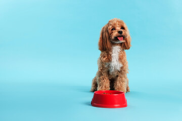 Feeding bowl with dry pet food and cute dog on light blue background. Space for text