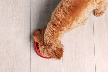 Cute dog eating pet food from feeding bowl on floor, top view