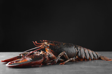 Raw lobster on grey textured table against black background, closeup