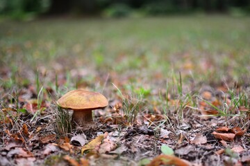 Mushroom boletus growing in the field near dry leaves. Nice looking edible mushroom growing in...