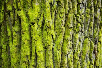 Old oak tree bark with green moss closeup abstract background.