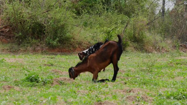 indian bread Goats eating grass at telangana, india. day time, stable shot, 4k.