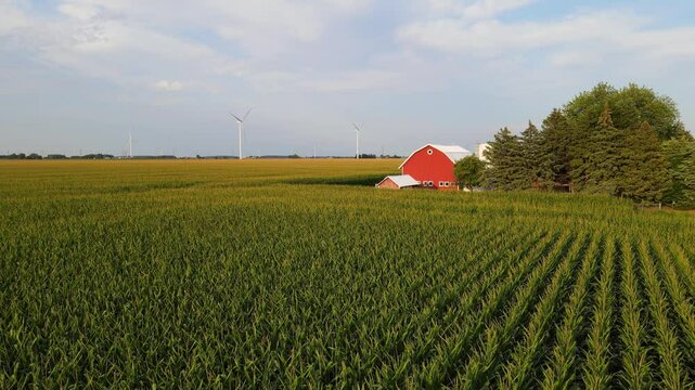 Traditional farm with a red barn and surround by corn field with wind turbines in the background