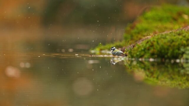 medium shot of a pair of Eurasian blue tits on the mossy bank of a river in scenic woodlands, slow motion