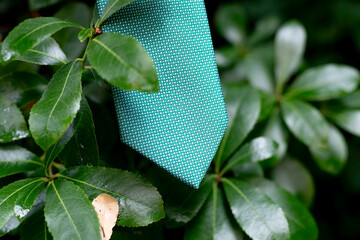 corbata, bodegón, accesorio, flor, primavera, hojas, verano
