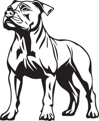 black and white american staffordshire terrier portrait