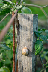Un escargot des bois ou des haies (Cepaea nemoralis), est accroche sur un poteau en bois, dans un potager. Enroule dans sa coquille, il prend le soleil.