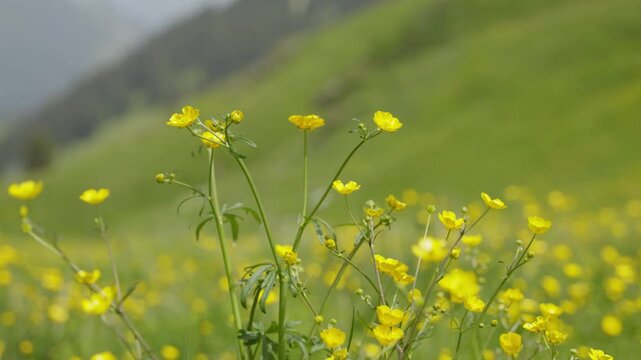 Vibrant alpine mountain flowers bloom in green meadows in the mountains of Switzerland