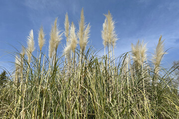 Cortaderia, a perennial herbaceous plant of the family Poaceae, against a blue sky on a bright sunny day.