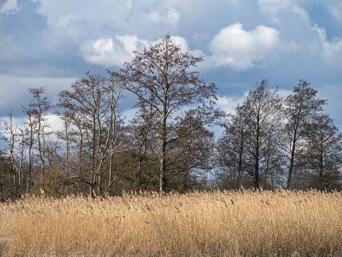 Reed bed and black alder trees in winter