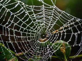 Dew-Kissed Spider Web: A Glimmering Morning Marvel Set Against a Backdrop of Vibrant Green Trees