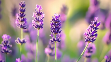 Obraz premium Blooming lavender in a field in Provence. Fantastic summer mood, floral sunset landscape of meadow lavender flowers. Peaceful bright and relaxing nature scenery.