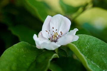 Obraz premium Quince flower blooming among green leaves........