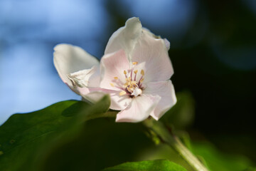 Quince flower blooming among green leaves........