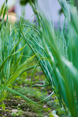 Onion plants growing in a garden........