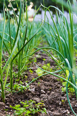 Onion plants growing in a garden........