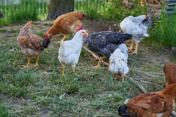 Free-range chickens foraging on a farm........