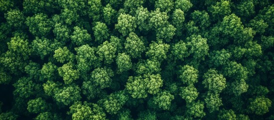 Fototapeta premium Forest and tree landscape texture abstract background, Aerial top view forest atmosphere area, Texture of forest view from above.
