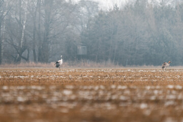 ein Kranich im Winter auf einem Feld