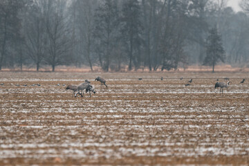 viele Kraniche im Winter auf einer Wiese