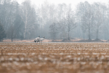 Zwei Kraniche im Winter