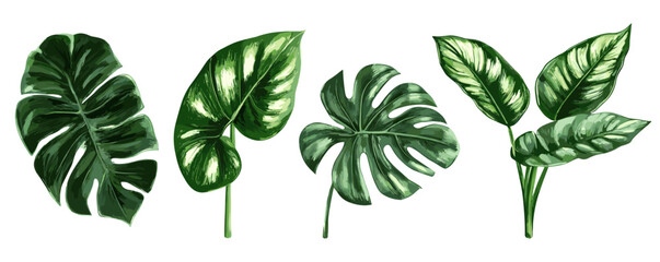 Obraz premium Variety of tropical green leaves: monstera, philodendron, and aglaonema on white background.