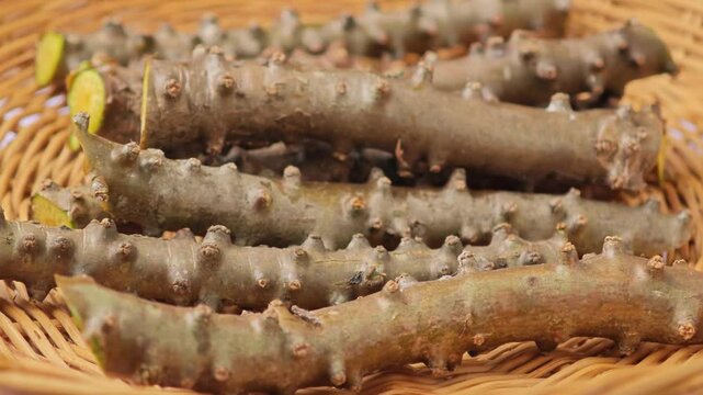 Tinospora cordifolia root rotation on basket.
