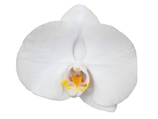 Orchidea. Storczyk. PNG.