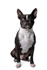 Fototapeta premium Boston terrier puppy on white background