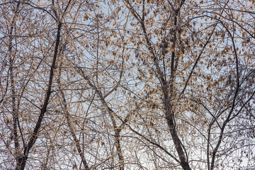 A bunch of maple tree without foliage with yellow seeds and with snow in a park in winter on a blue sky background