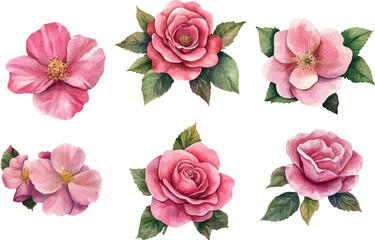 set of pink roses isolated