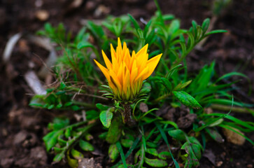Yellow Flower Blooming in Green Foliage background 