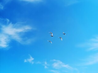 White seagull birds fly in the blue sunny bright sky background photography poster banner hd ultra...
