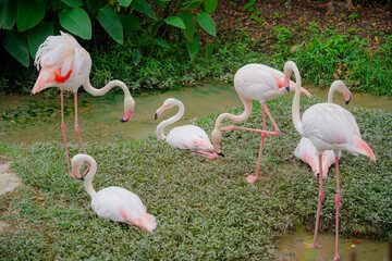 Group of Elegant Flamingos Standing and Relaxing in a Lush Green Habitat Near Calm Water Body