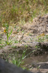 The capuchin grasshopper, capuchin grasshopper, Bahian grasshopper or Bahian grasshopper (Sporophila nigricollis) is a bird of the Emberizidae family.