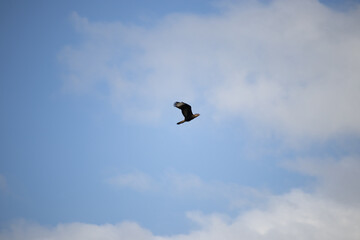 The caracara, crested caracara or crested caracara is a species of bird of prey in the Order Falconiformes, Family Falconidae.