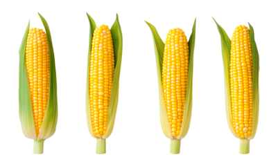 Set of fresh ears of corn. Isolated on transparent background