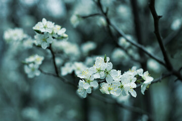 The beginning of spring. Fruit trees are blooming.