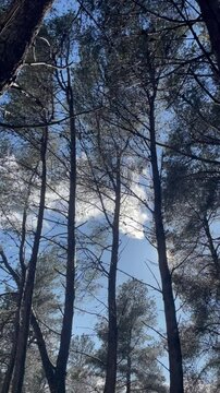 Last drops of rain from a summer storm in a pine forest. Vertical video format.