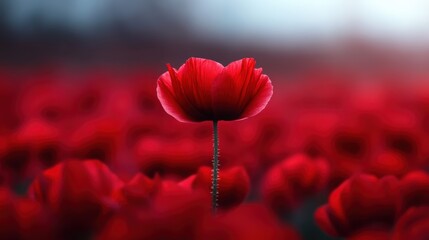 A striking red flower rises majestically from a sprawling colorful field, encapsulating the essence of individuality and the power of nature's beauty.