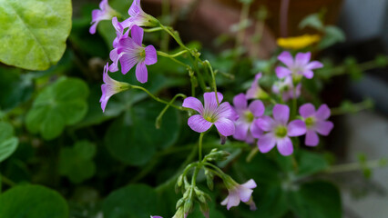 Naklejka premium Pink woodsorrel or lilac oxalis flowers 5