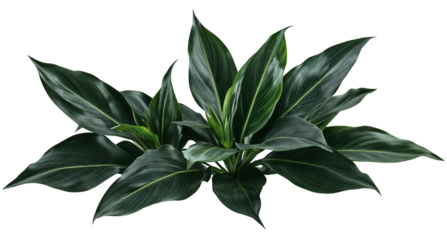 A peace lily plant, isolated over transparent background, PNG cut-out