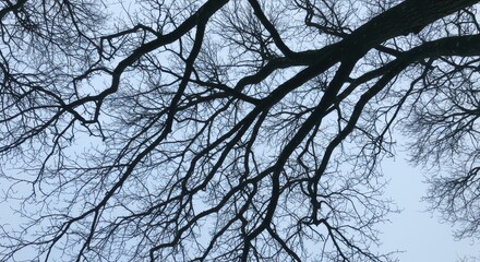 Bare Tree Branches Silhouetted Against Pale Sky in Winter Season