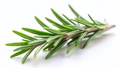 Fototapeta premium Whimsical Rosemary Sprig Greeting Card Design: Tilt-Shift Botanical Illustration