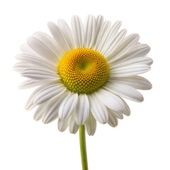 Naklejka premium Daisy flower isolated on transparent background