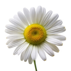 Daisy flower isolated on transparent background