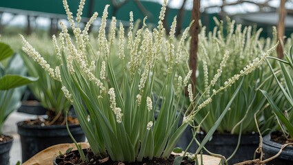Obraz premium Green strings of pearl plant with delicate white flowers growing in black pots on a bright sunny day, showcasing lush greenery in a garden setting.