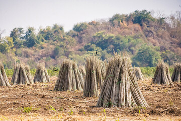 Stacked Cassava Stalks in a Quiet Farm Landscape, Symbolizing the Simplicity of Life in Rural...